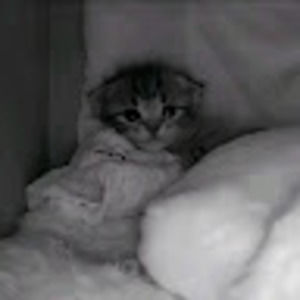 Meet your Posher, Cielo